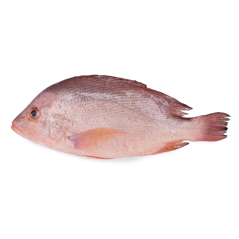 Red Snapper (500g)