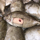 Spotted Rabbit Fish (1kg) (Mixed Male/Female)