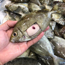 Spotted Rabbit Fish (1kg) (Mixed Male/Female)