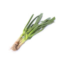 Leek - Short (蒜) [~200G]