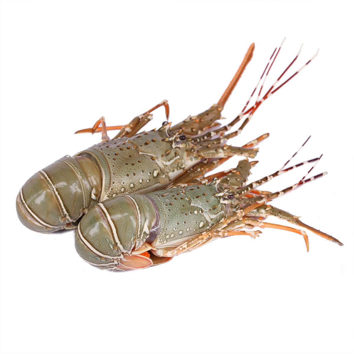 Live Lobster (1KG)
