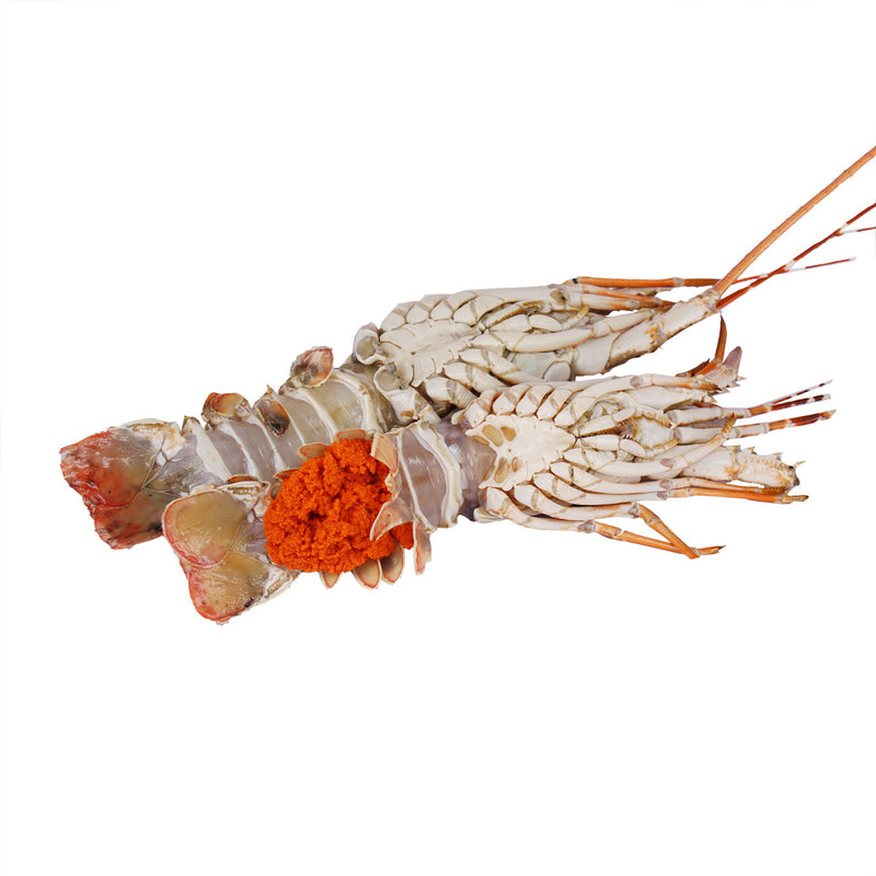 Lobster (1kg)