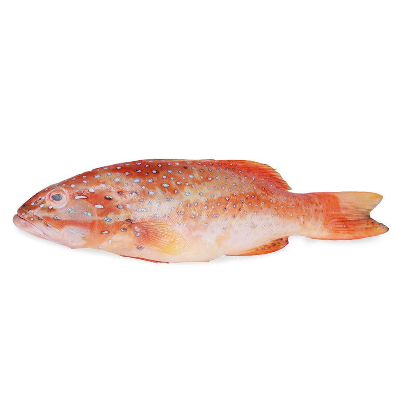 Red Grouper (600g)