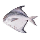 Chinese Pomfret (500g)