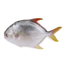 Golden Pomfret (400g)