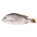 Golden Snapper 红鲷 (500g)
