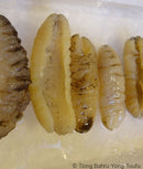 Sea Cucumber (300garm) 海参