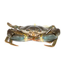 Live Sri Lankan Mud Crab (approximately 600G)