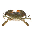 Live Sri Lankan Mud Crab (approximately 600G)