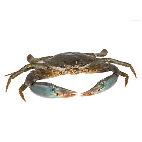 Live Sri Lankan Mud Crab (approximately 600G)