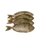 Spotted Rabbit Fish (1kg) (Mixed Male/Female)