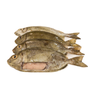 Spotted Rabbit Fish (1kg) (Mixed Male/Female)