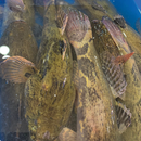 Live Soon Hock (1kg)