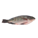 Black Tilapia (600G)