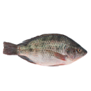 Black Tilapia (600G)