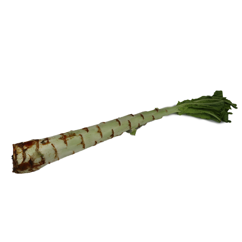 Celtuce /  Asparagus lettuce [per piece ~700g]