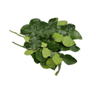 Lime Leaves [~50G]