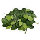 Lime Leaves [~50G]
