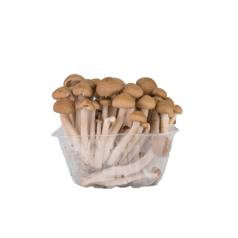 Brown Shimeji Mushrooms