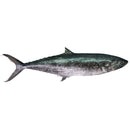 Horse Mackerel (1KG)