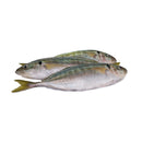 Ikan Selar (600G)