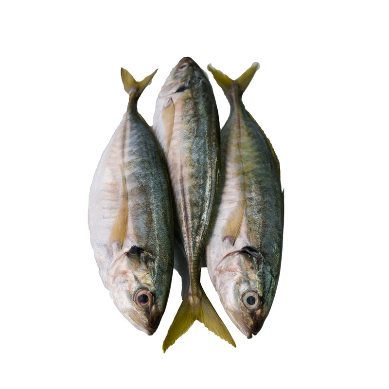 Ikan Selar (600G)