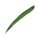 Luffa Ridge Gourd (角瓜)