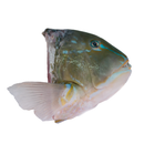 Parrot Fish Head
